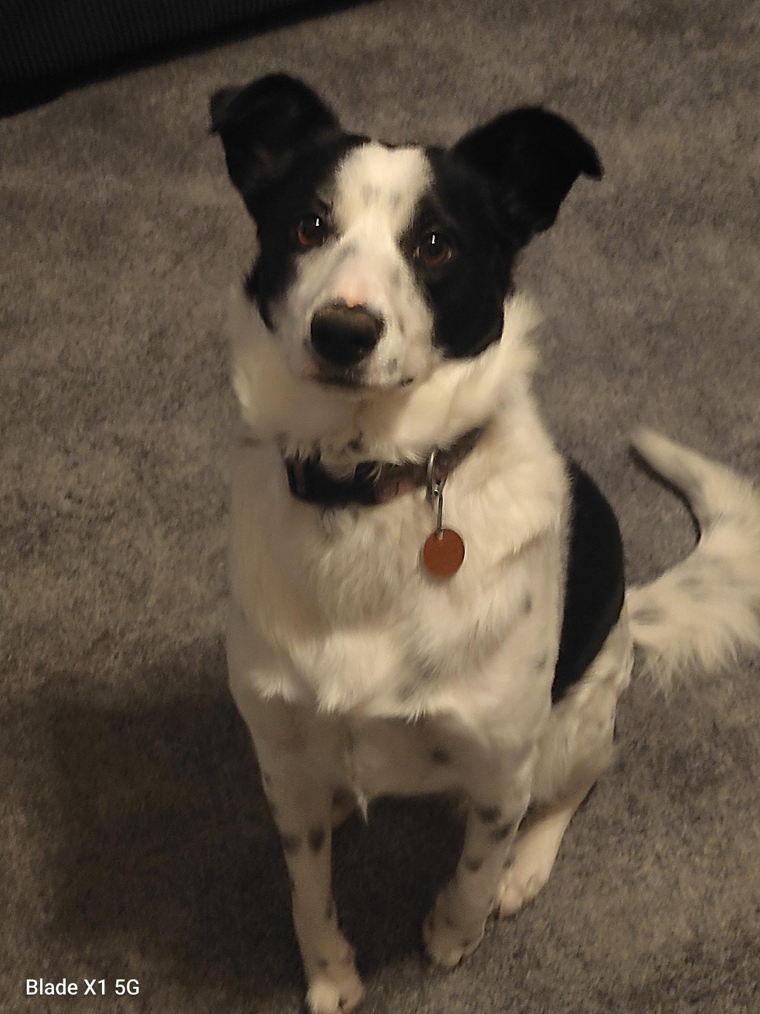 Pookie, a Adoptable mixed breed in Lincoln, NE image 1/5