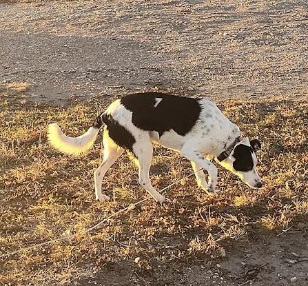 Pookie, a Adoptable mixed breed in Lincoln, NE image 2/5