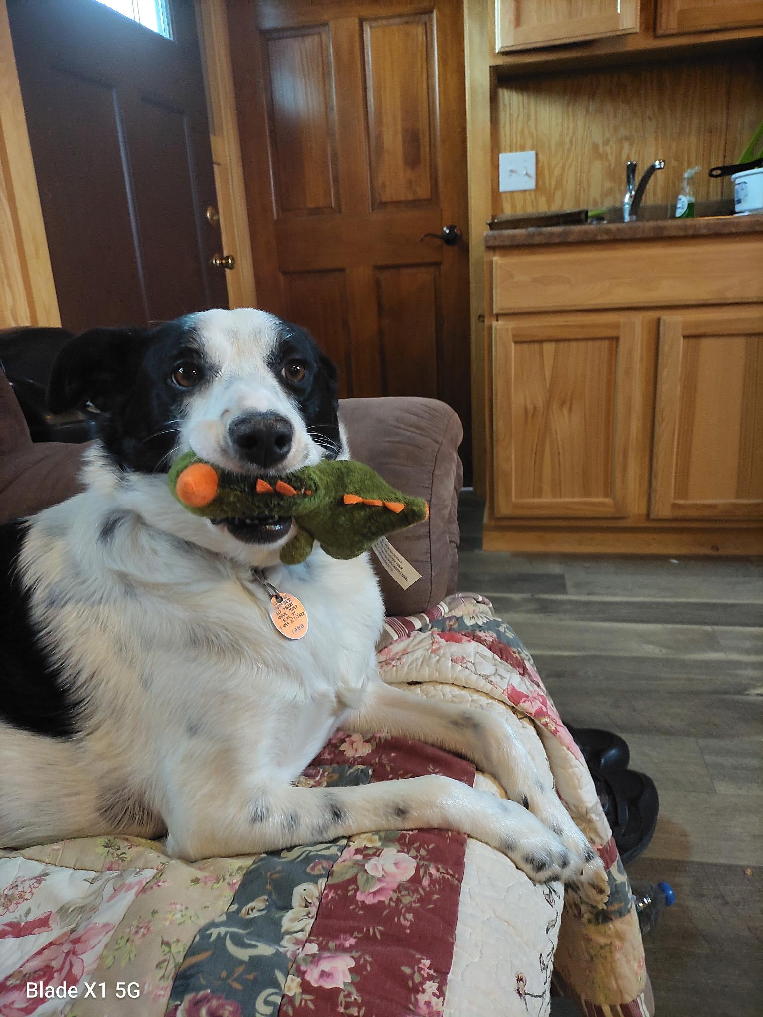 Pookie, a Adoptable mixed breed in Lincoln, NE image 3/5
