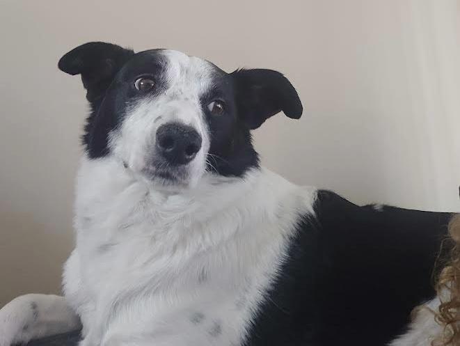 Pookie, a Adoptable mixed breed in Lincoln, NE image 4/5