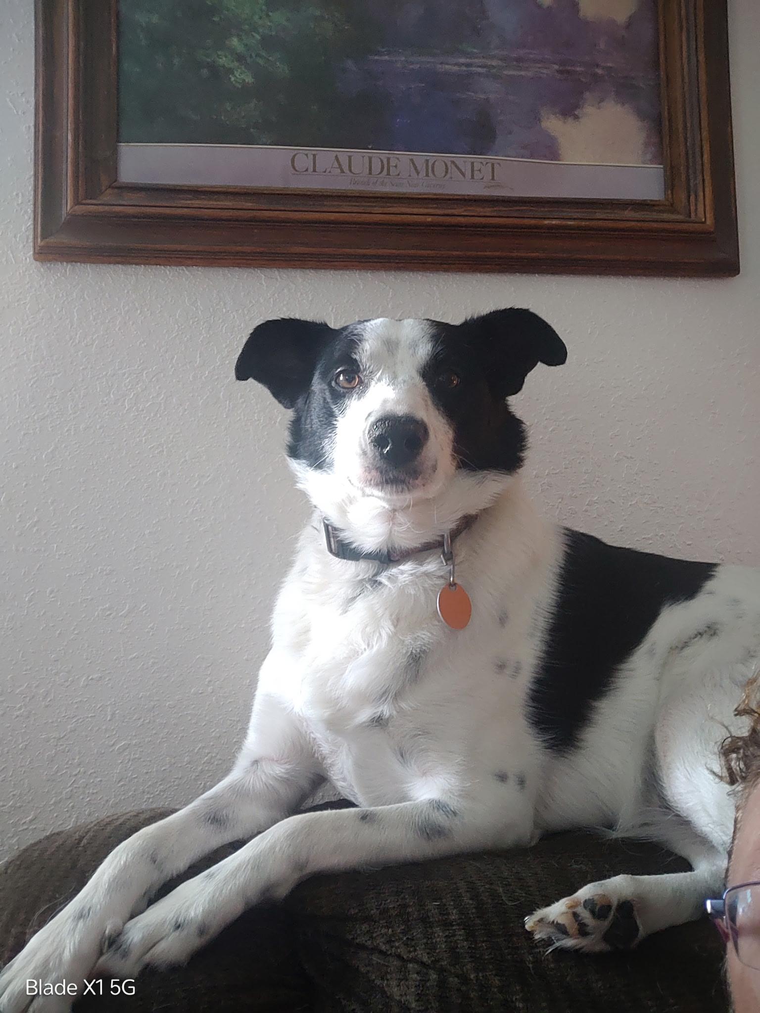 Pookie, a Adoptable mixed breed in Lincoln, NE image 5/5