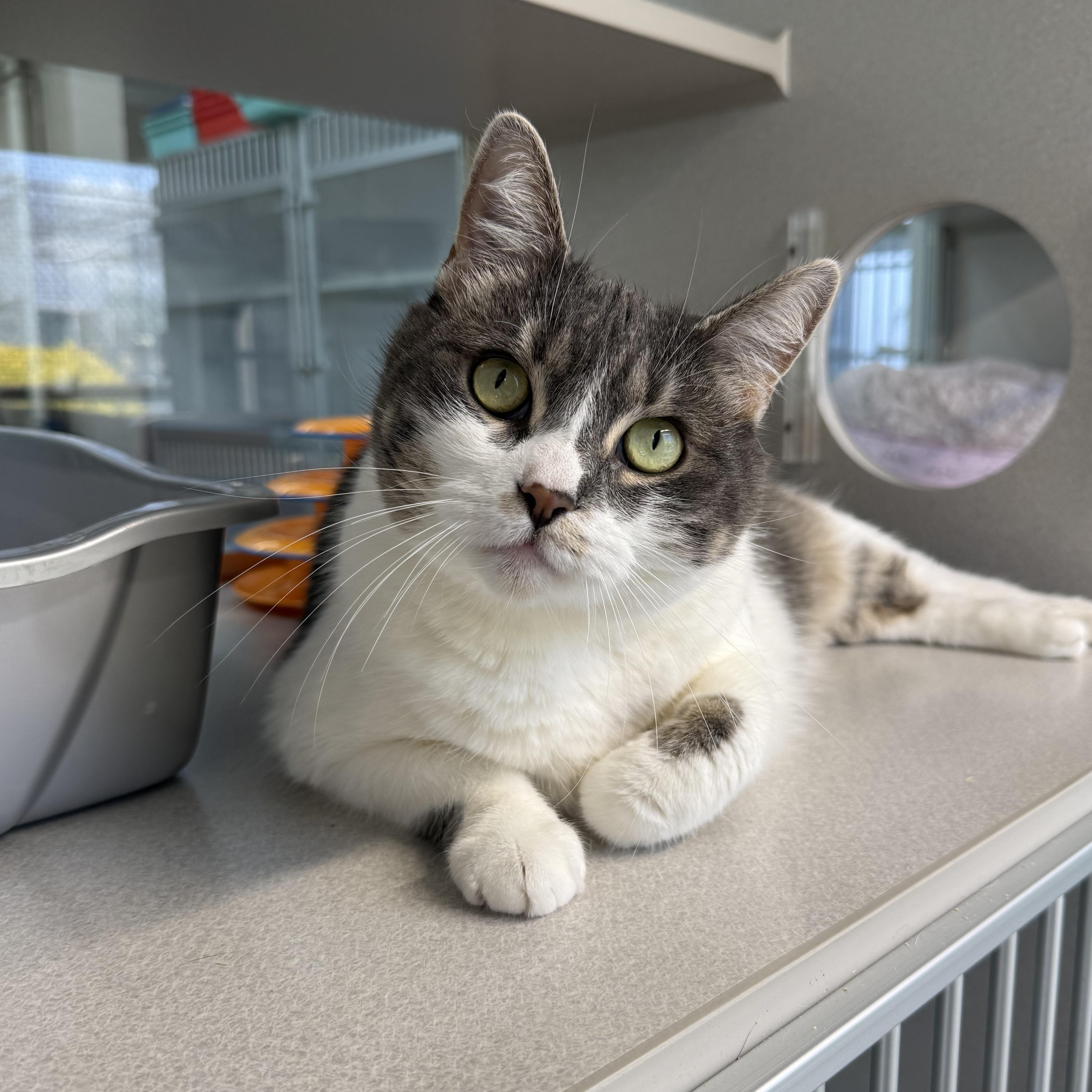 Enlarge Tiffany, an adopted mixed breed in West Milford, NJ image 3/5