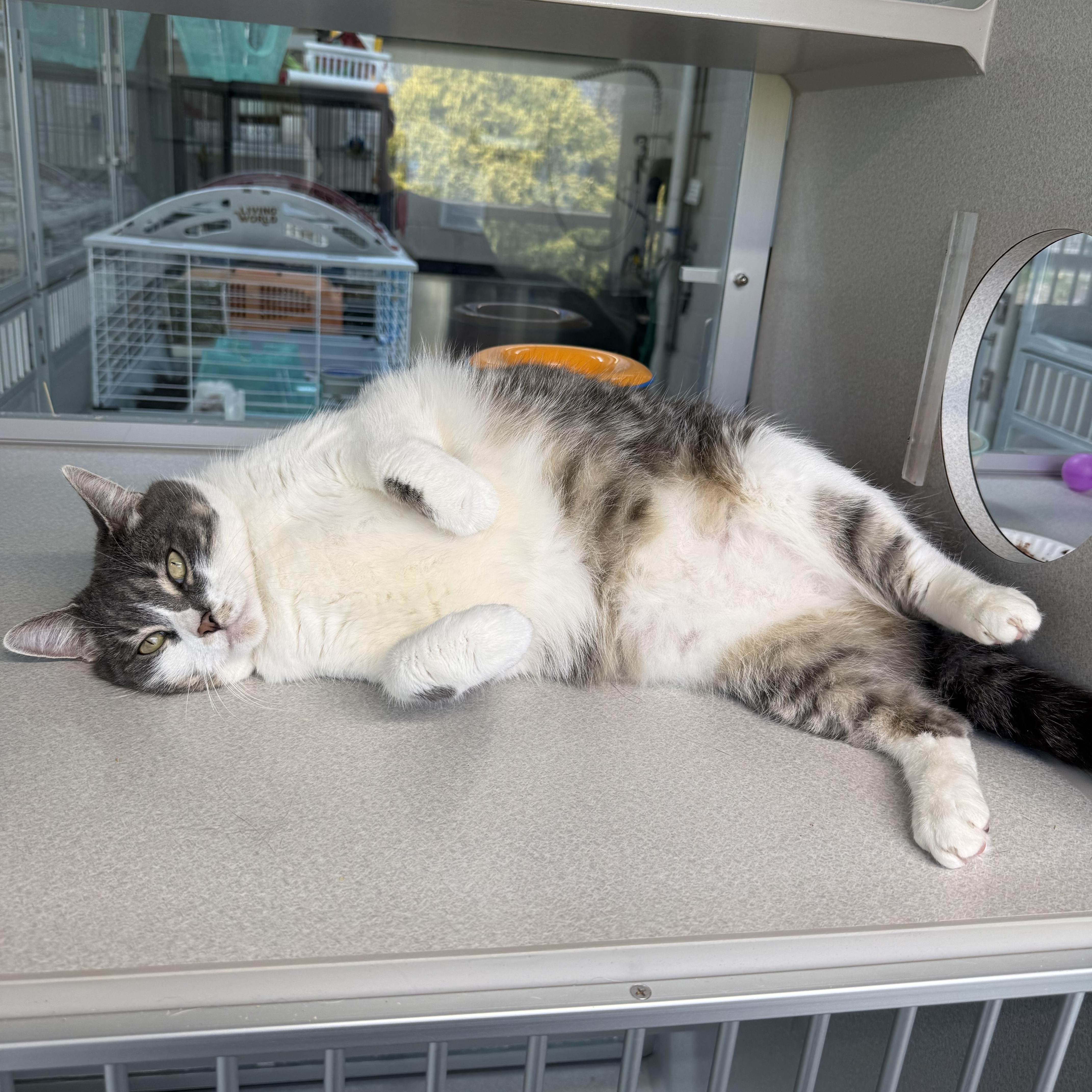 Enlarge Tiffany, an adopted mixed breed in West Milford, NJ image 4/5