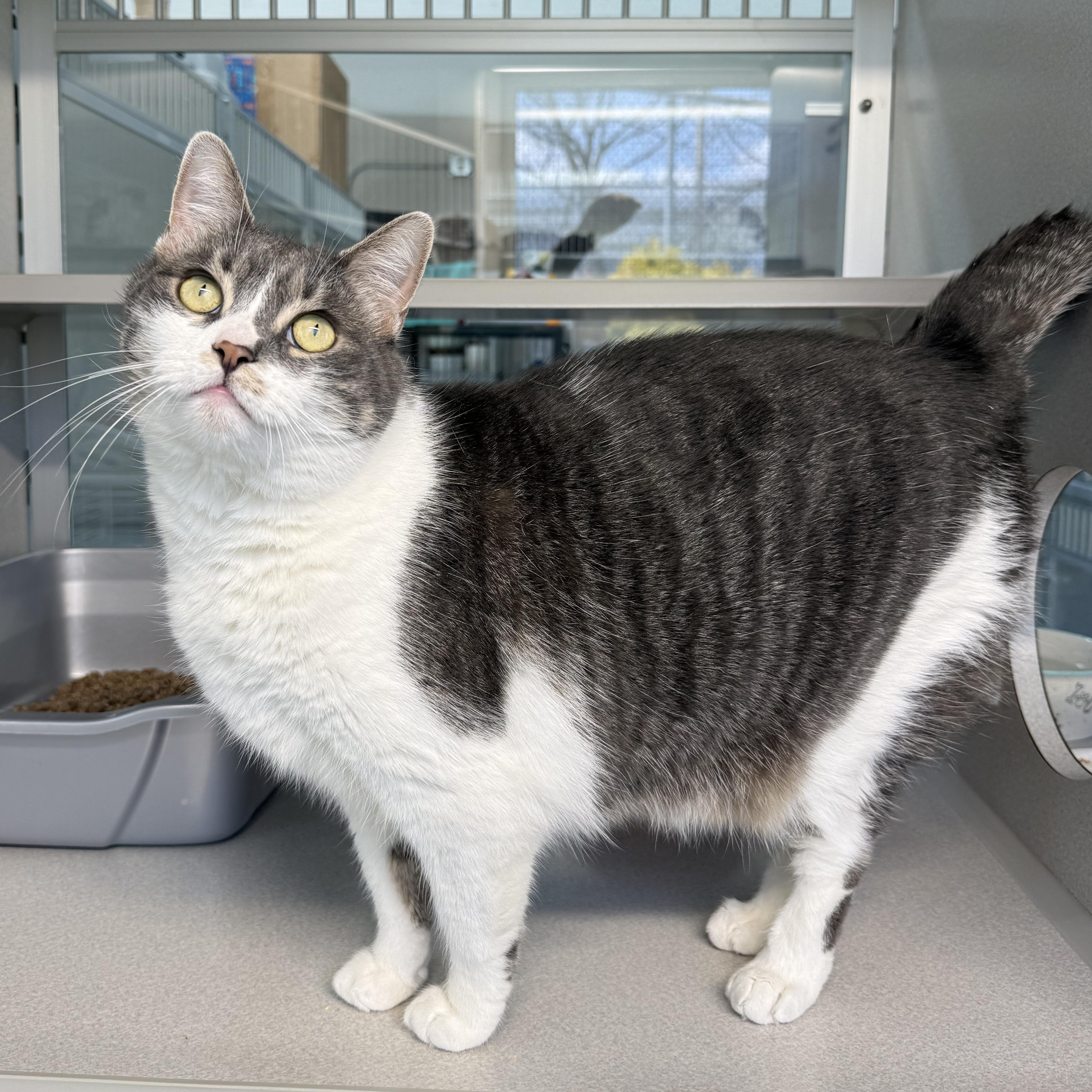 Enlarge Tiffany, an adopted mixed breed in West Milford, NJ image 5/5