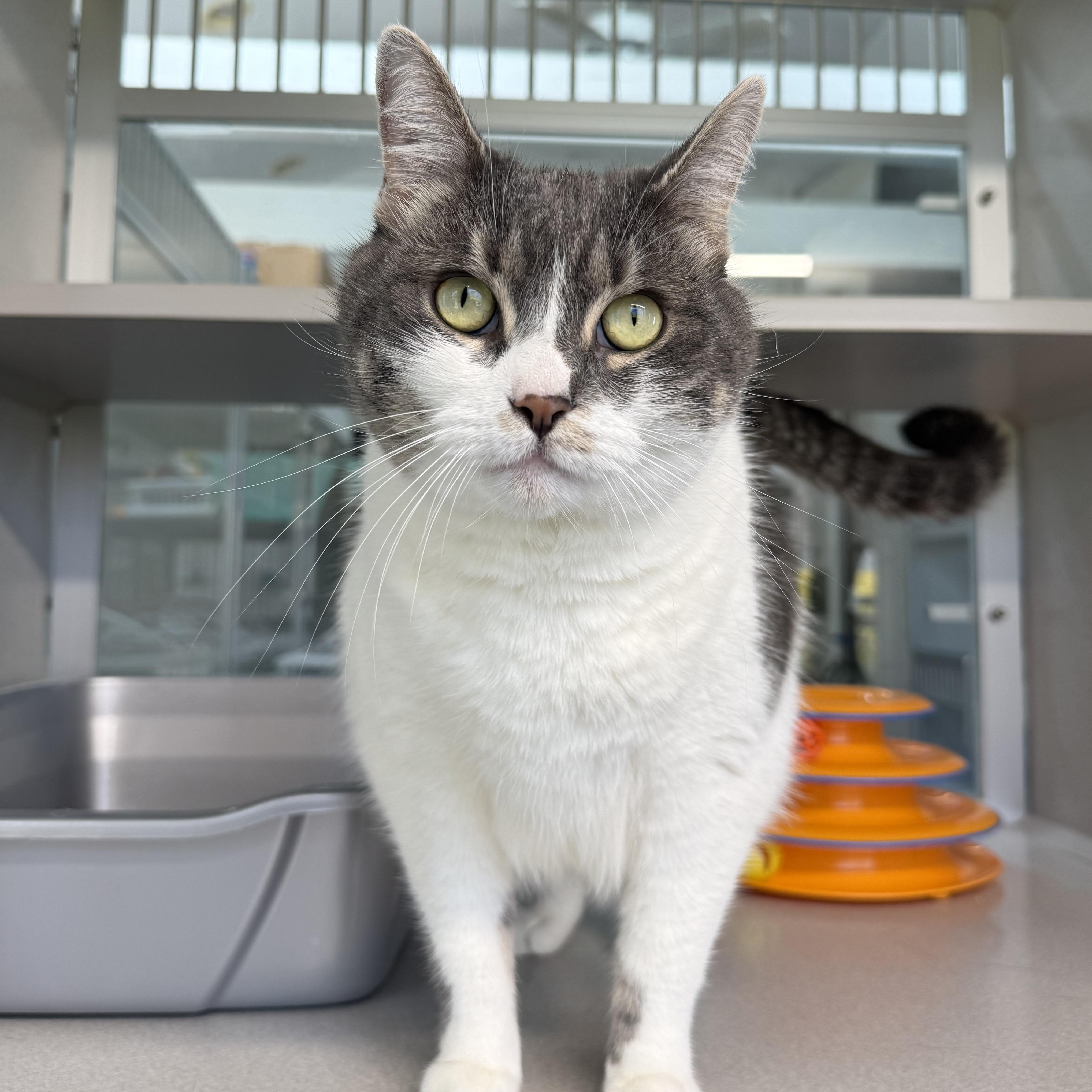 Enlarge Tiffany, an adopted mixed breed in West Milford, NJ image 2/5