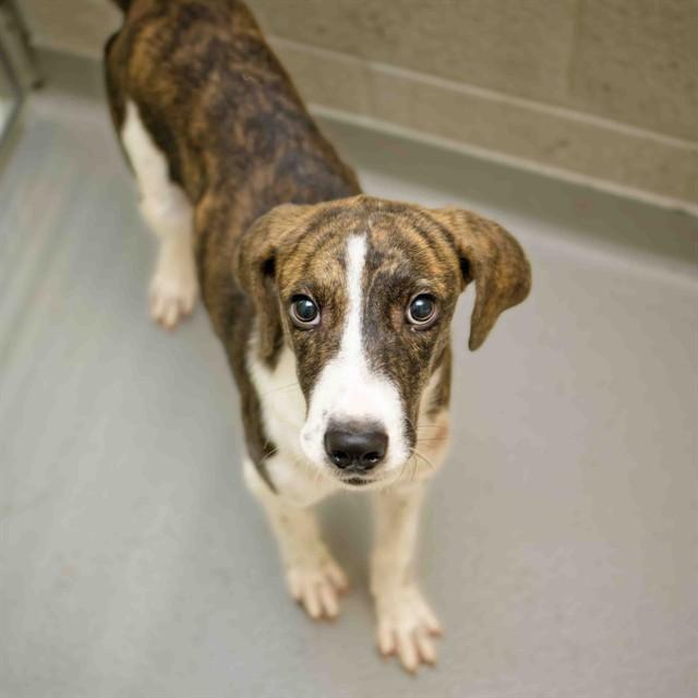 CUTIE PATOOTIE, Adoptable, Young Male Plott Hound & Hound.