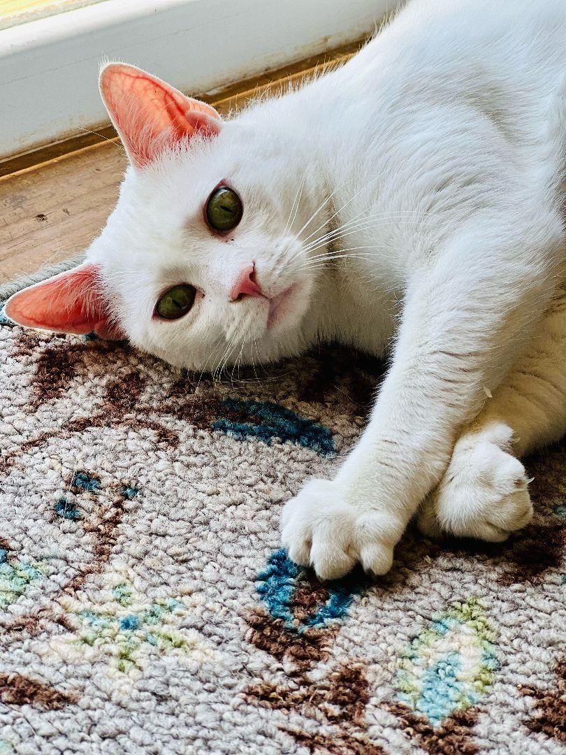 Enlarge Snowybelle, a Adoptable Domestic Short Hair in Floyd, VA image 6/6