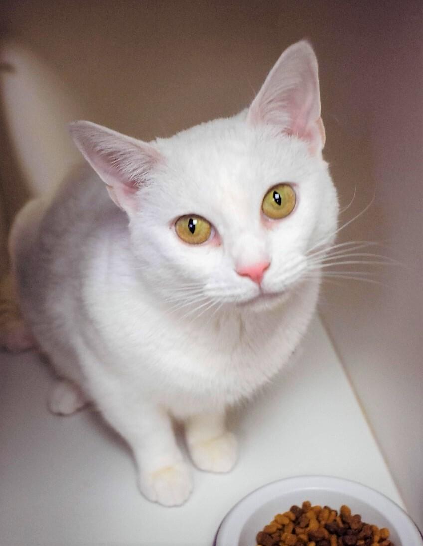 Enlarge Snowybelle, a Adoptable Domestic Short Hair in Floyd, VA image 1/6