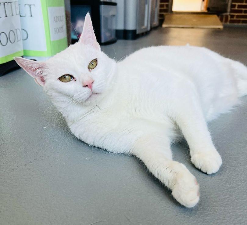 Enlarge Snowybelle, a Adoptable Domestic Short Hair in Floyd, VA image 2/6