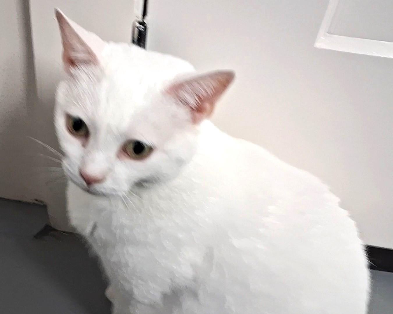 Enlarge Snowybelle, a Adoptable Domestic Short Hair in Floyd, VA image 5/6