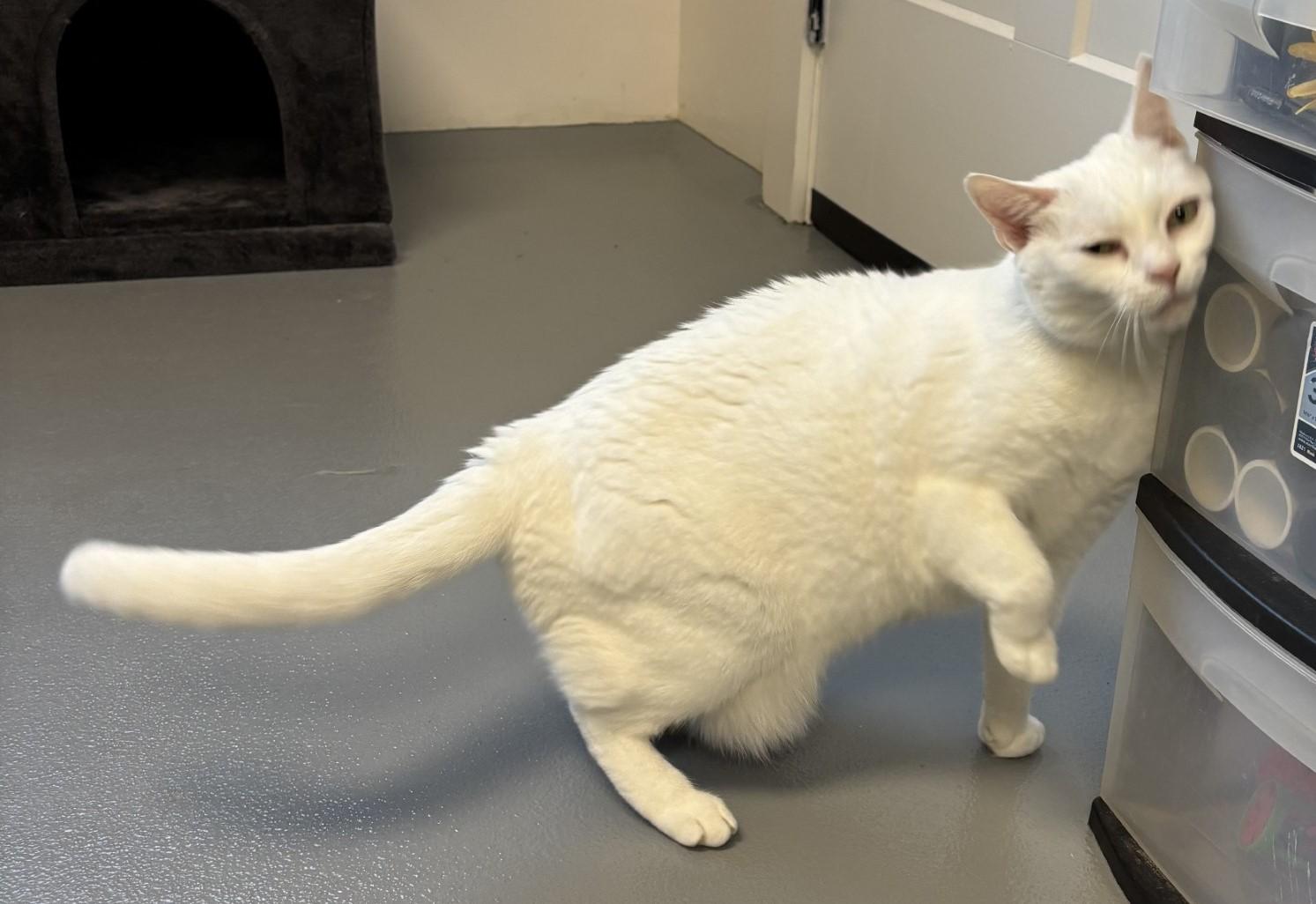 Enlarge Snowybelle, a Adoptable Domestic Short Hair in Floyd, VA image 3/6