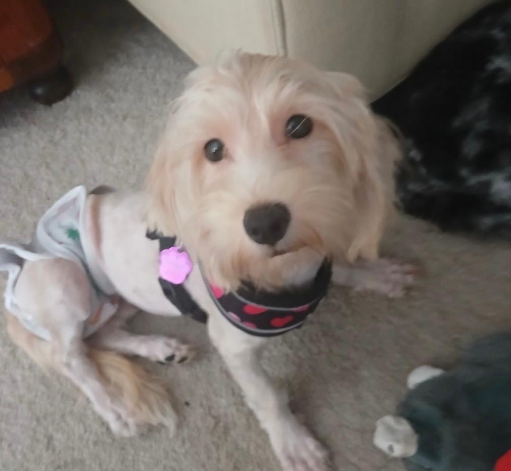 Enlarge Willie Nelson, a Adoptable mixed breed in Williamsburg, VA image 4/4