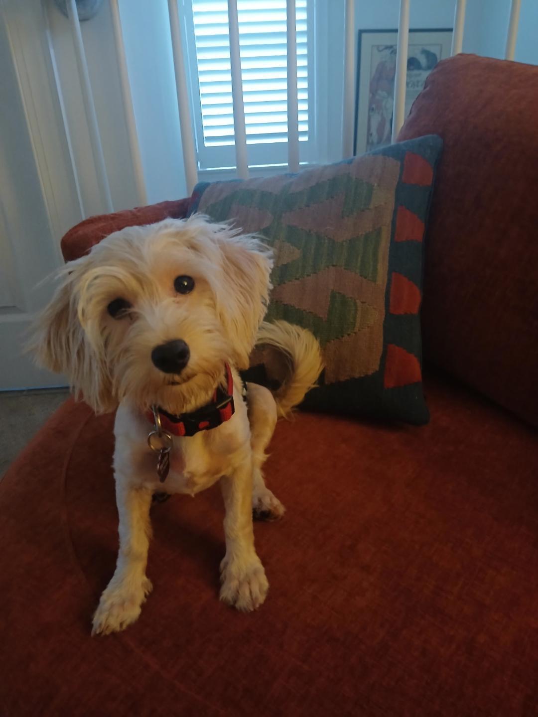Willie Nelson, Adoptable, Puppy Male Maltese.