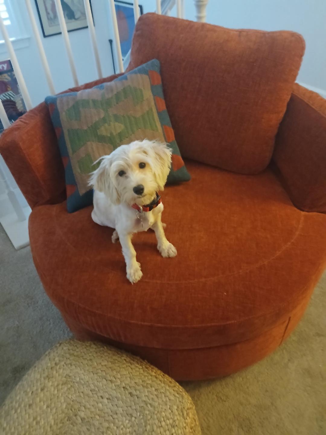 Enlarge Willie Nelson, a Adoptable mixed breed in Williamsburg, VA image 3/4
