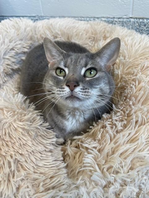 Lily, ADOPTABLE, Adult Female Domestic Short Hair.