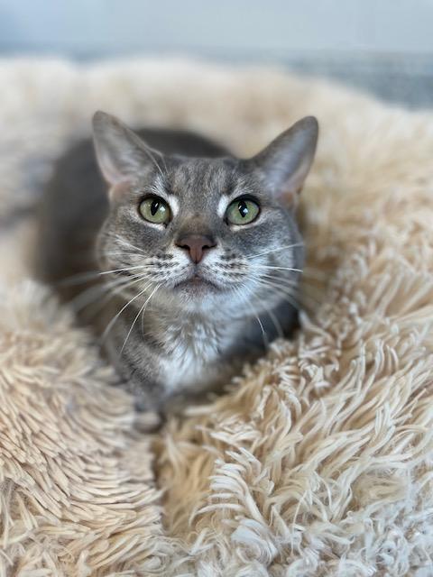 Lily, a ADOPTABLE Domestic Short Hair in Stafford, VA image 2/2