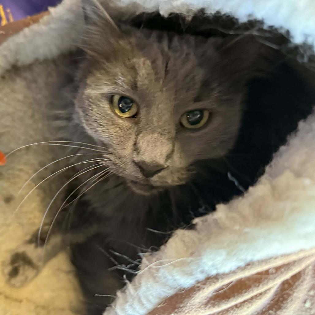 Curly Sue (Tofu), Adoptable, Kitten Female Domestic Medium Hair.