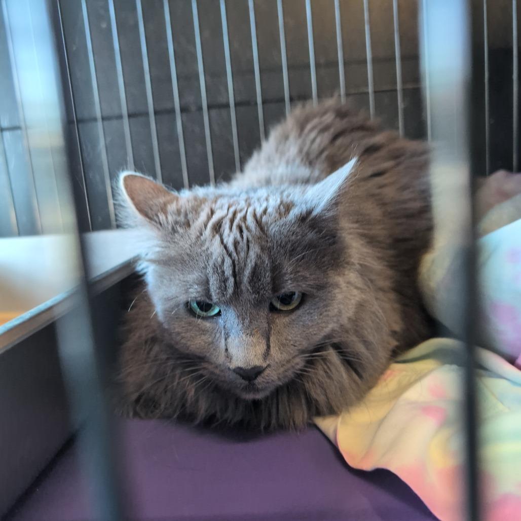 Enlarge Curly Sue (Tofu), a Adoptable Domestic Medium Hair in Saugerties, NY image 2/6