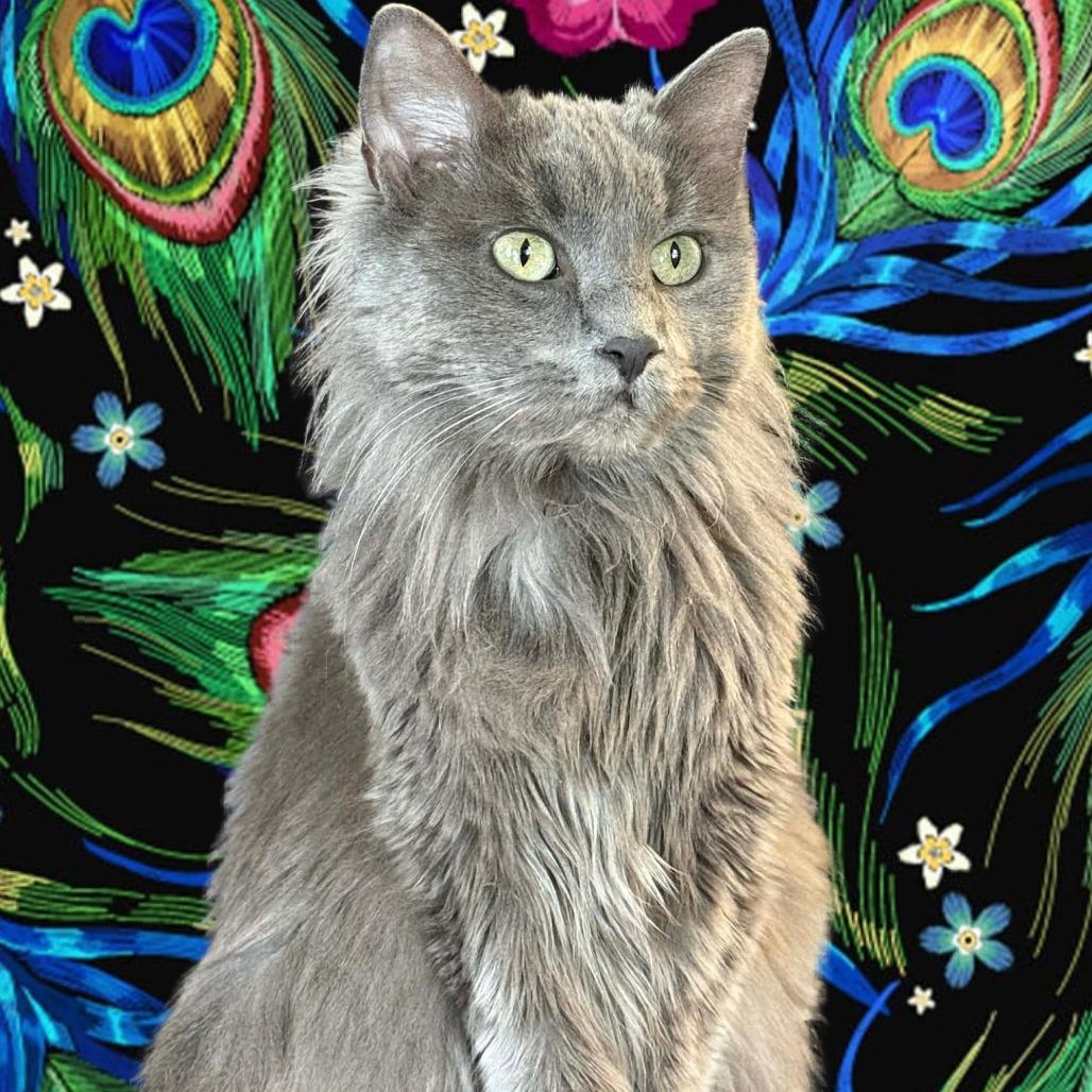 Enlarge Curly Sue (Tofu), a Adoptable Domestic Medium Hair in Saugerties, NY image 3/6