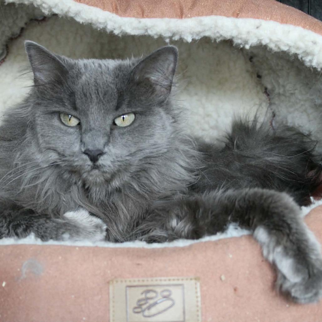 Enlarge Curly Sue (Tofu), a Adoptable Domestic Medium Hair in Saugerties, NY image 6/6