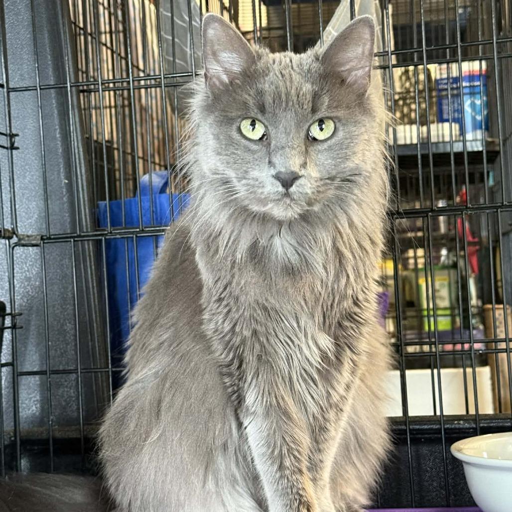 Enlarge Curly Sue (Tofu), a Adoptable Domestic Medium Hair in Saugerties, NY image 6/6