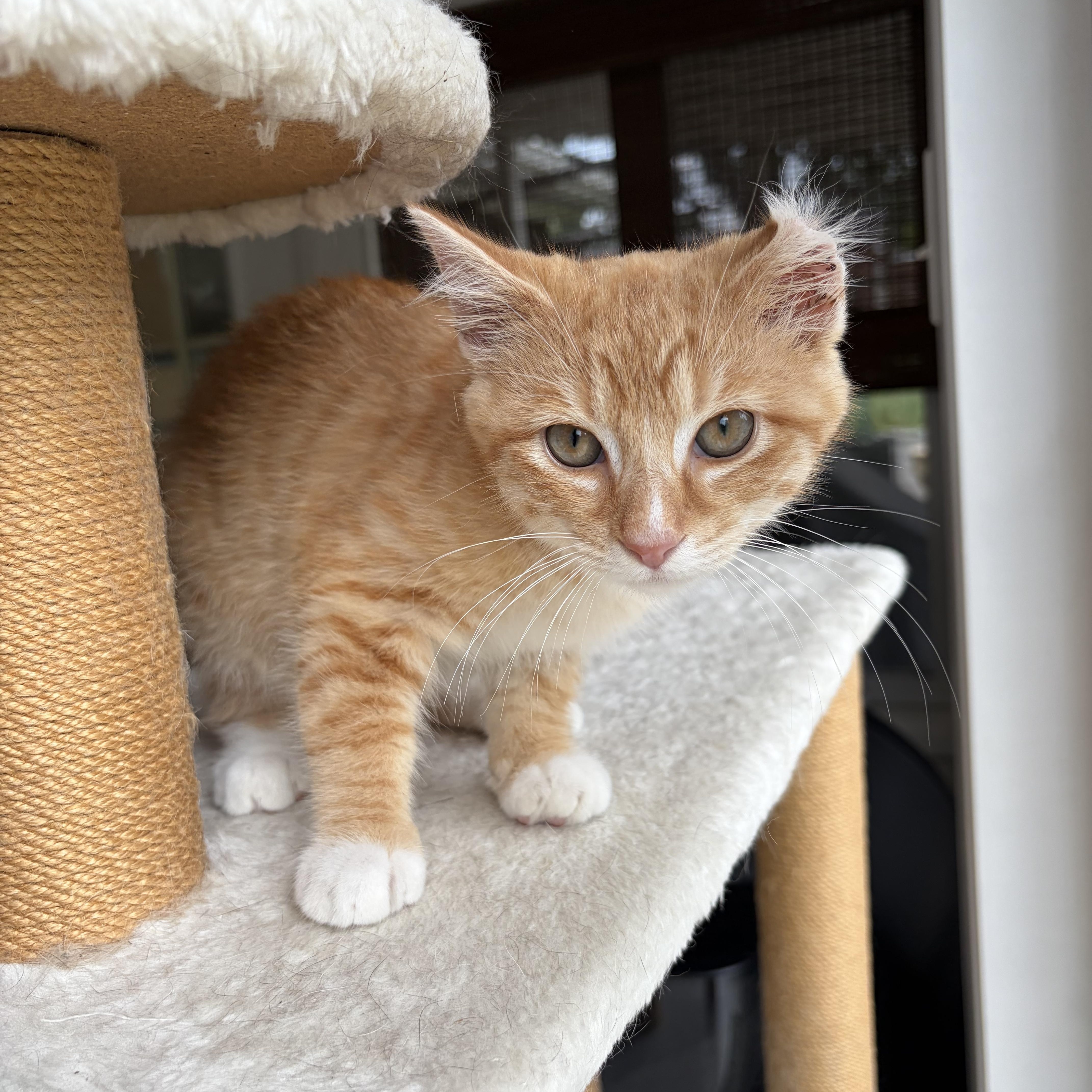 Enlarge Karl, an adopted Domestic Short Hair in Bethel, OH image 2/6