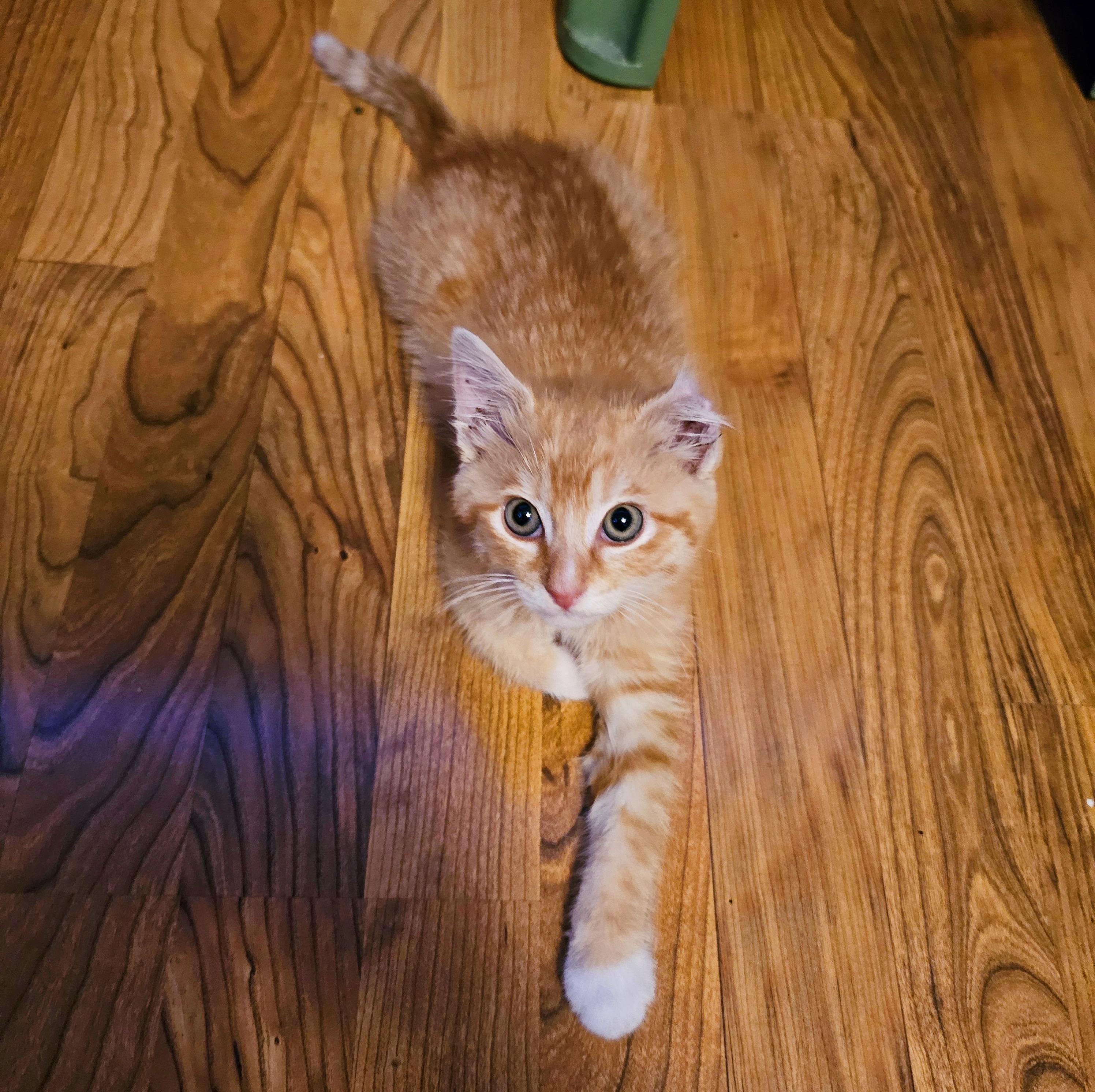 Enlarge Karl, an adopted Domestic Short Hair in Bethel, OH image 4/6