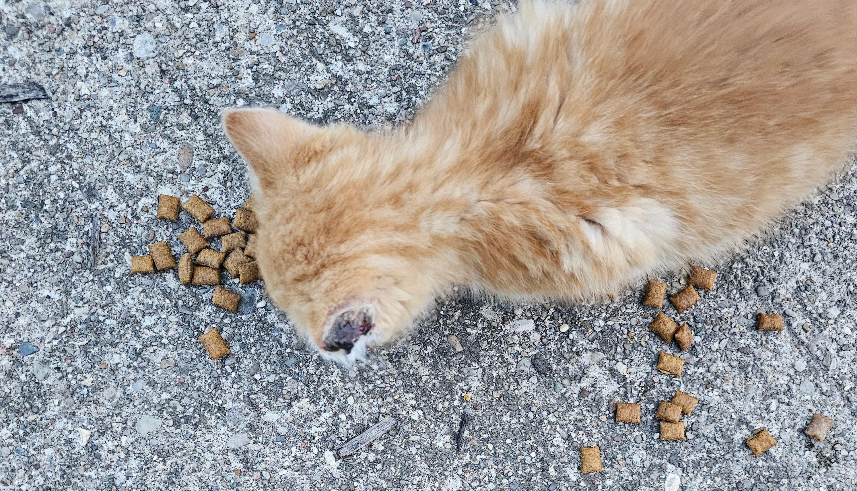 Enlarge Karl, an adopted Domestic Short Hair in Bethel, OH image 6/6