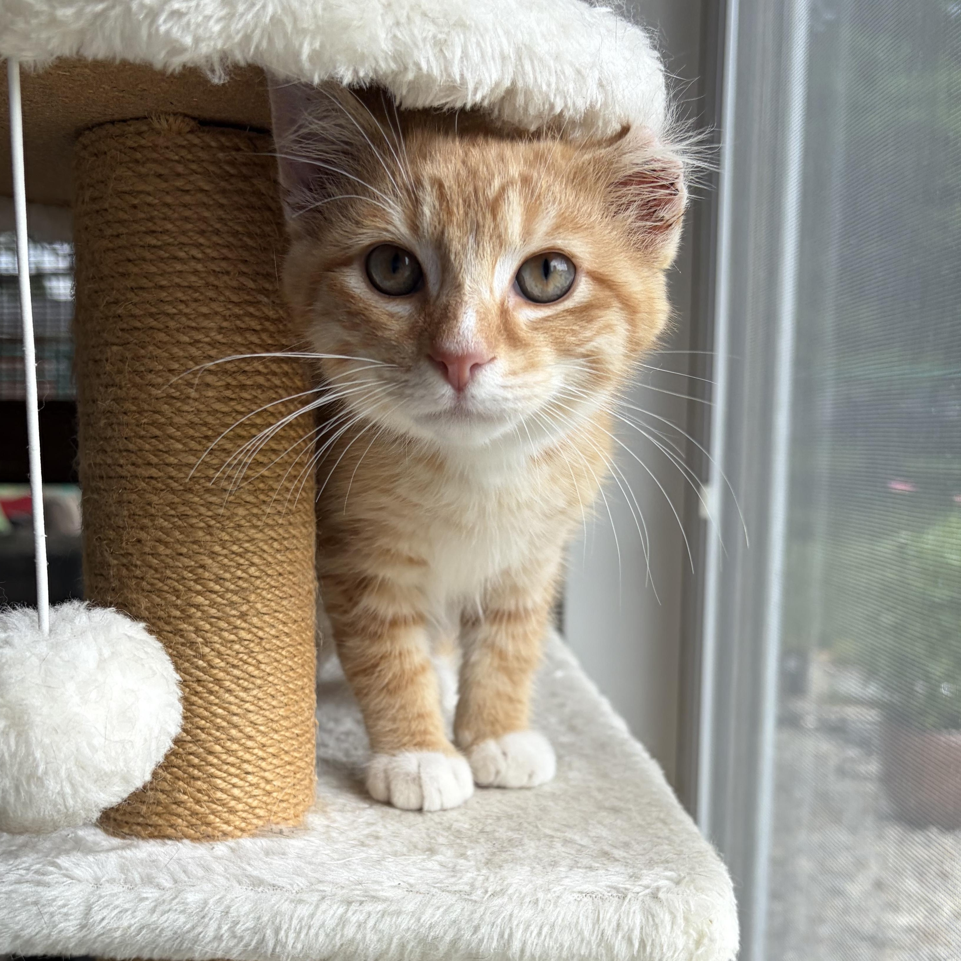 Enlarge Karl, an adopted Domestic Short Hair in Bethel, OH image 1/6