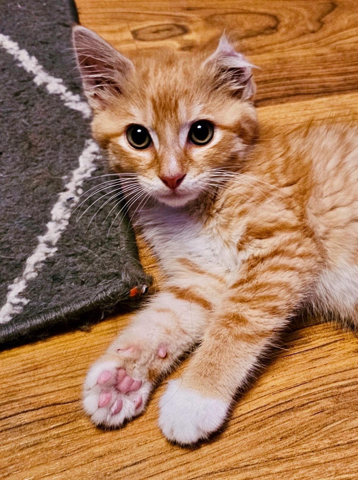 Enlarge Karl, an adopted Domestic Short Hair in Bethel, OH image 3/6