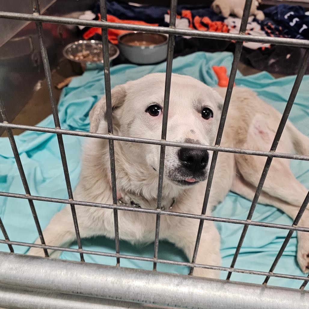 Enlarge SweetPea, a Adoptable Mixed Breed in Bismarck, ND image 2/6