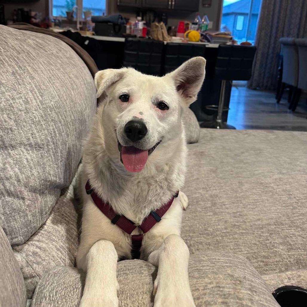 Enlarge SweetPea, a Adoptable Mixed Breed in Bismarck, ND image 3/6