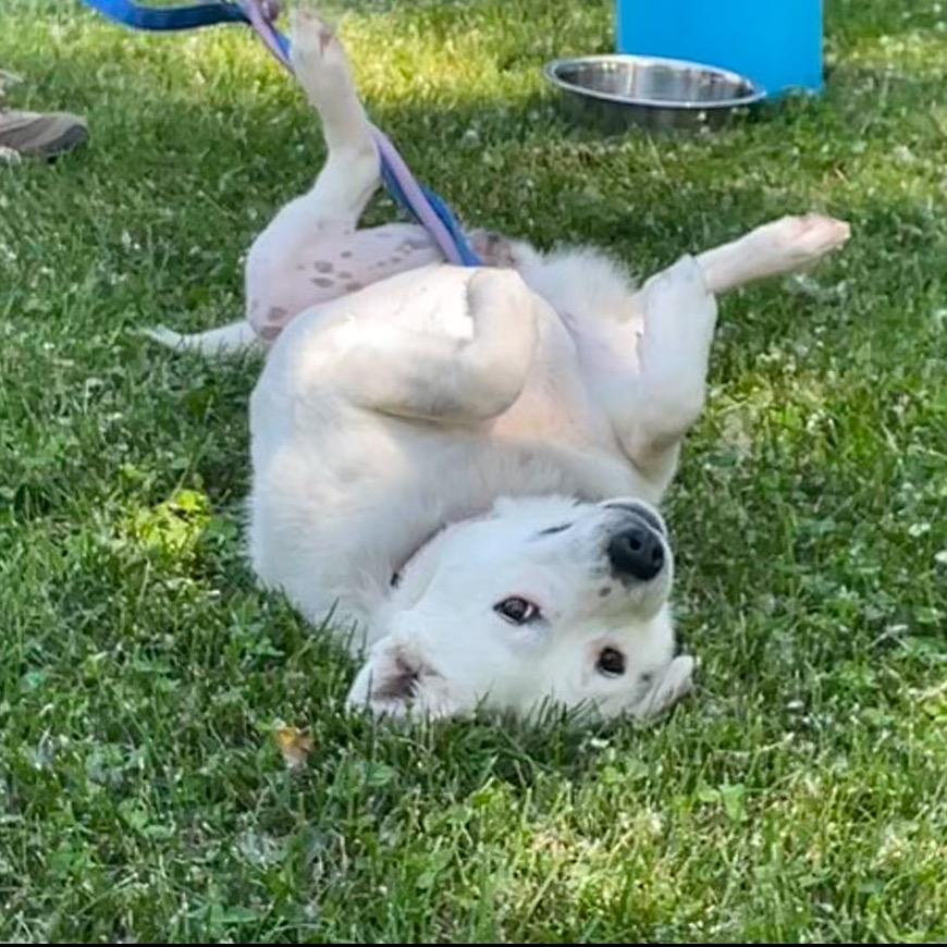 Enlarge SweetPea, a Adoptable Mixed Breed in Bismarck, ND image 4/6