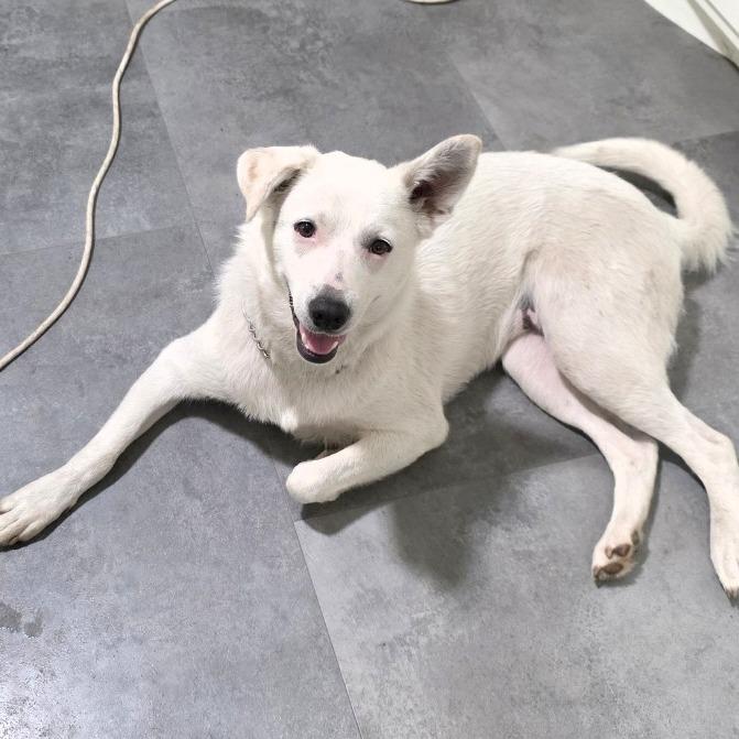 Enlarge SweetPea, a Adoptable Mixed Breed in Bismarck, ND image 5/6