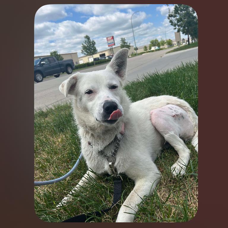 Enlarge SweetPea, a Adoptable Mixed Breed in Bismarck, ND image 6/6
