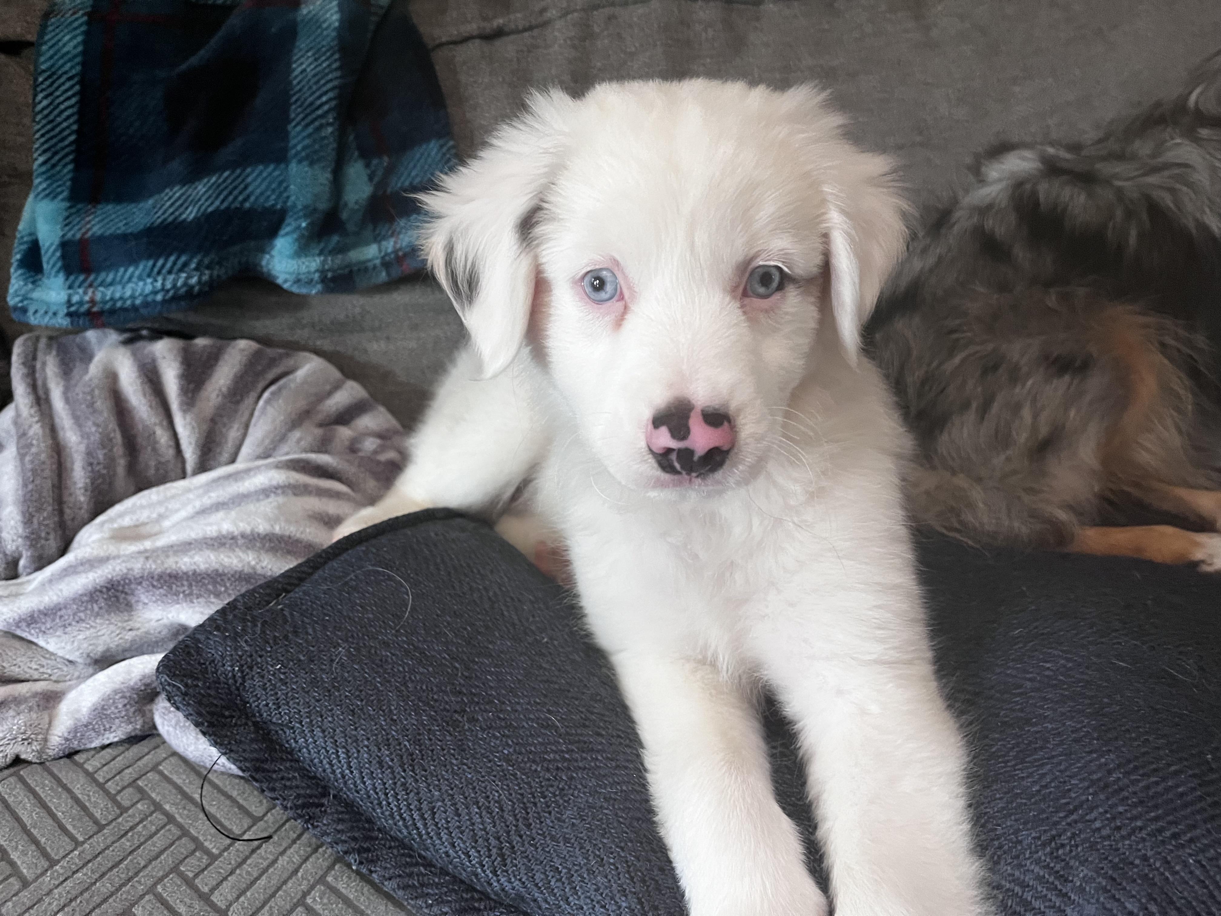Starsky (DM), Adoptable, Puppy Male Australian Shepherd.
