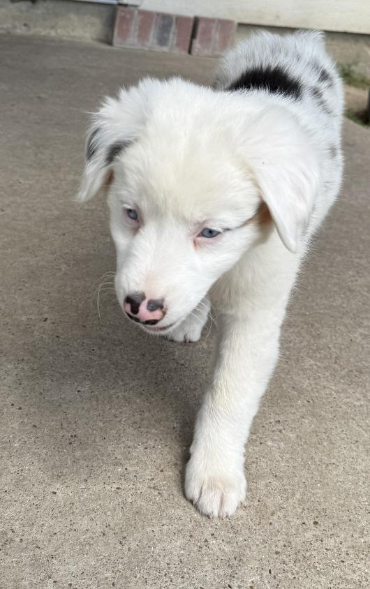 Starsky (DM), a Adoptable Australian Shepherd in Arlington, TX image 2/5