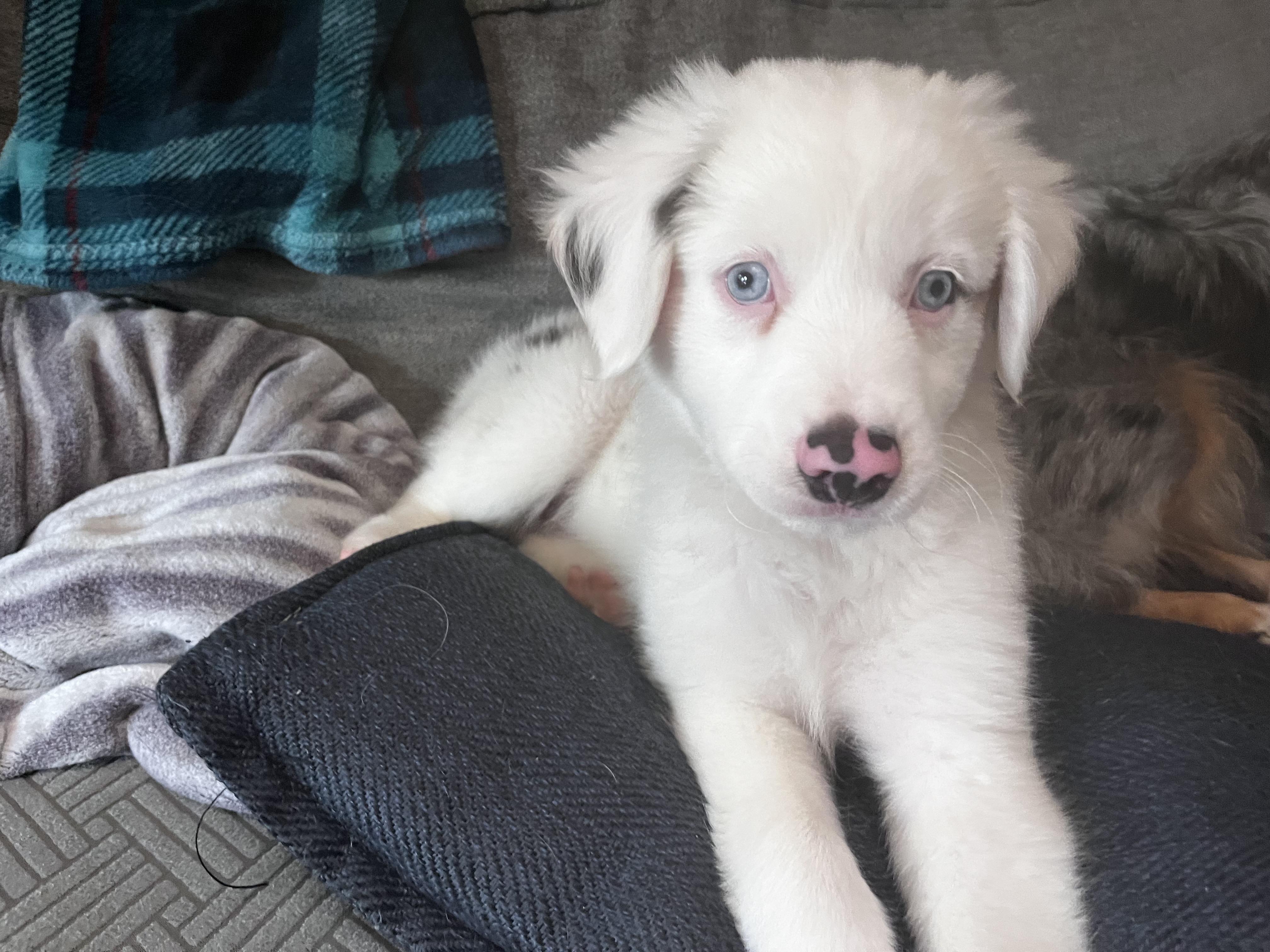 Starsky (DM), a Adoptable Australian Shepherd in Arlington, TX image 3/5