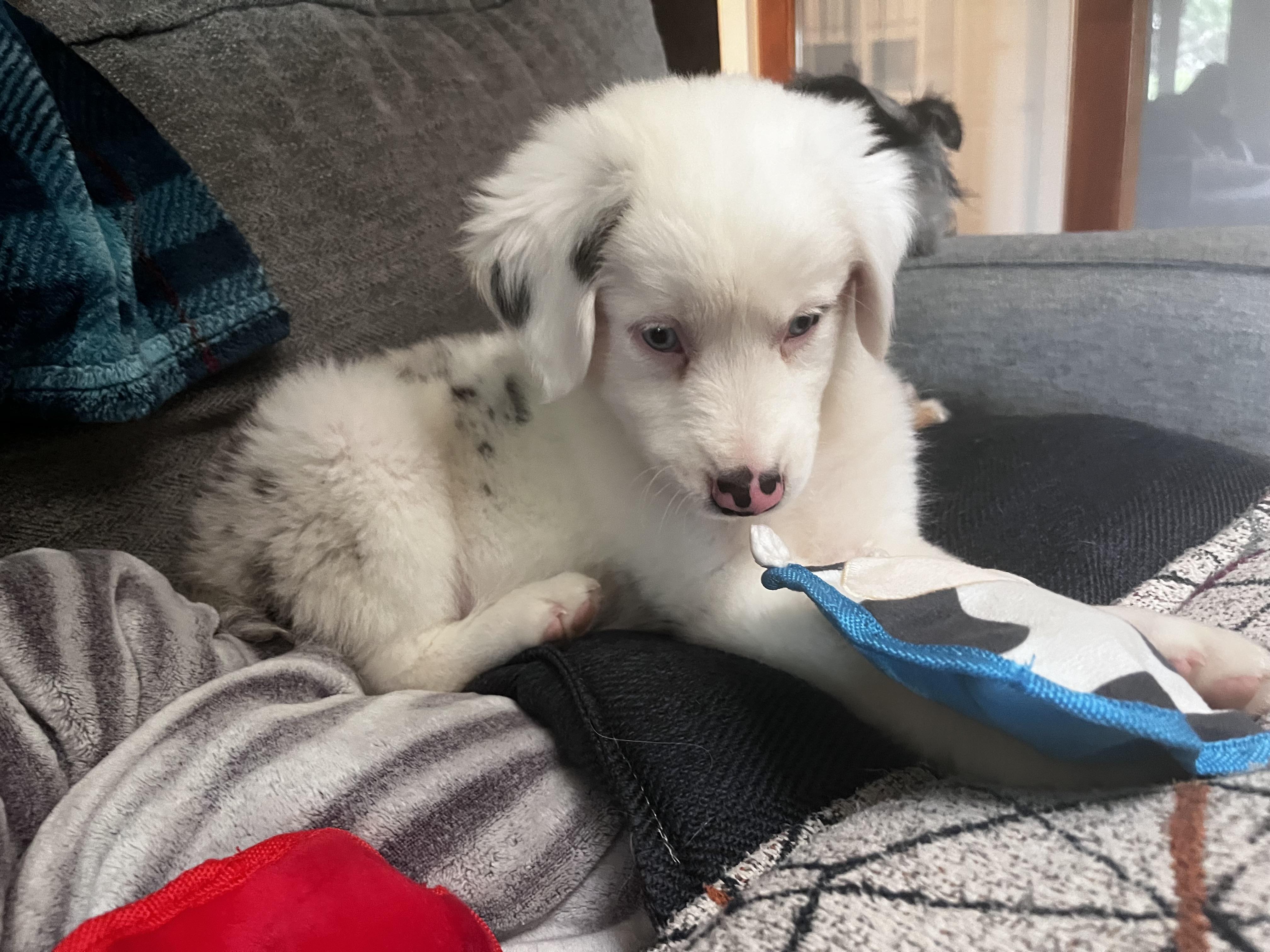 Starsky (DM), a Adoptable Australian Shepherd in Arlington, TX image 4/5