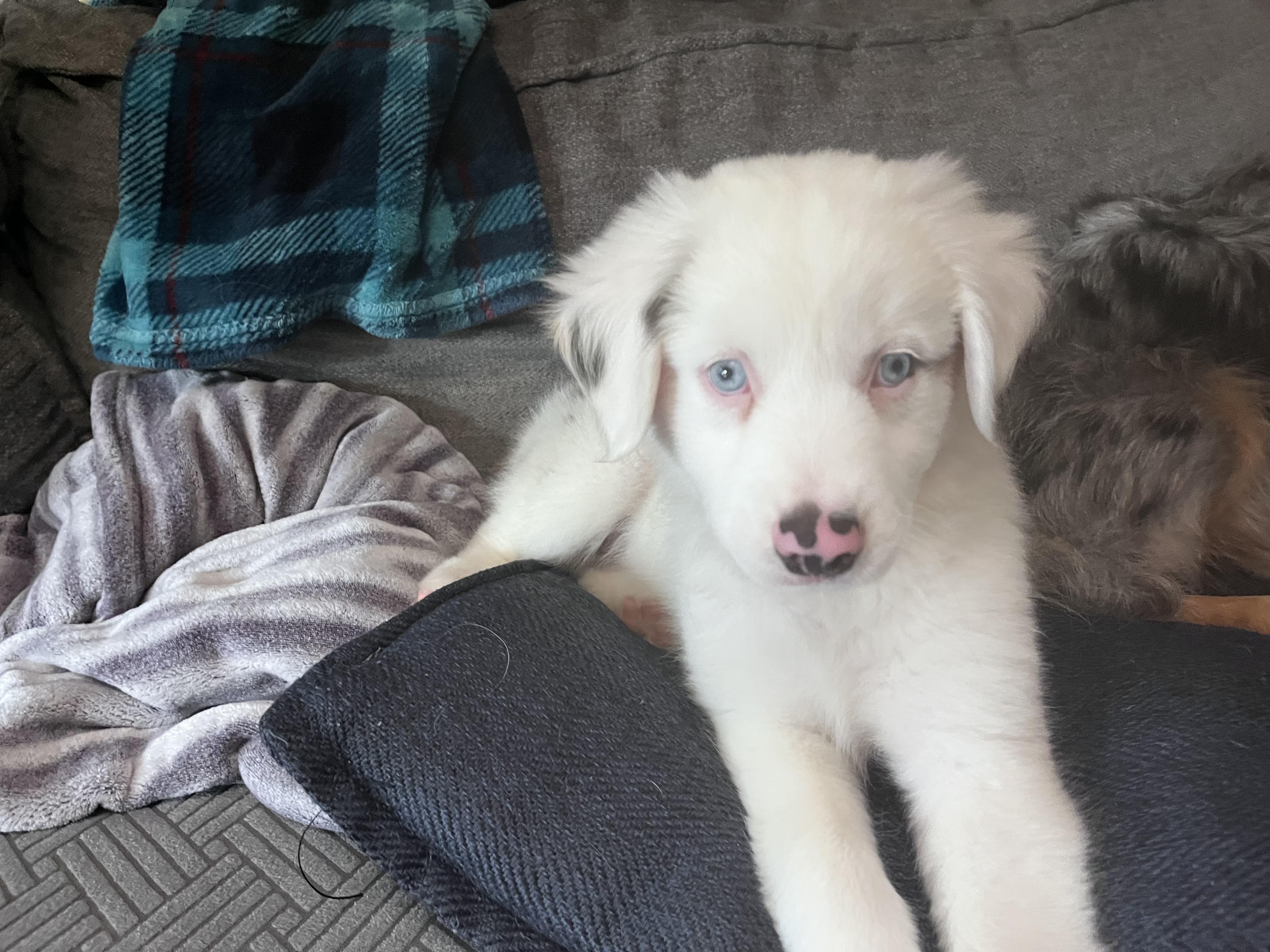 Starsky (DM), a Adoptable Australian Shepherd in Arlington, TX image 5/5