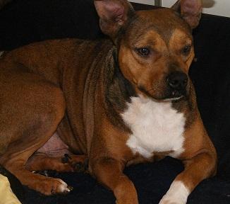 Enlarge Ziggy, a Adoptable mixed breed in Floresville, TX image 1/3