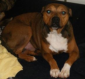 Enlarge Ziggy, a Adoptable mixed breed in Floresville, TX image 2/3