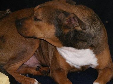 Enlarge Ziggy, a Adoptable mixed breed in Floresville, TX image 3/3