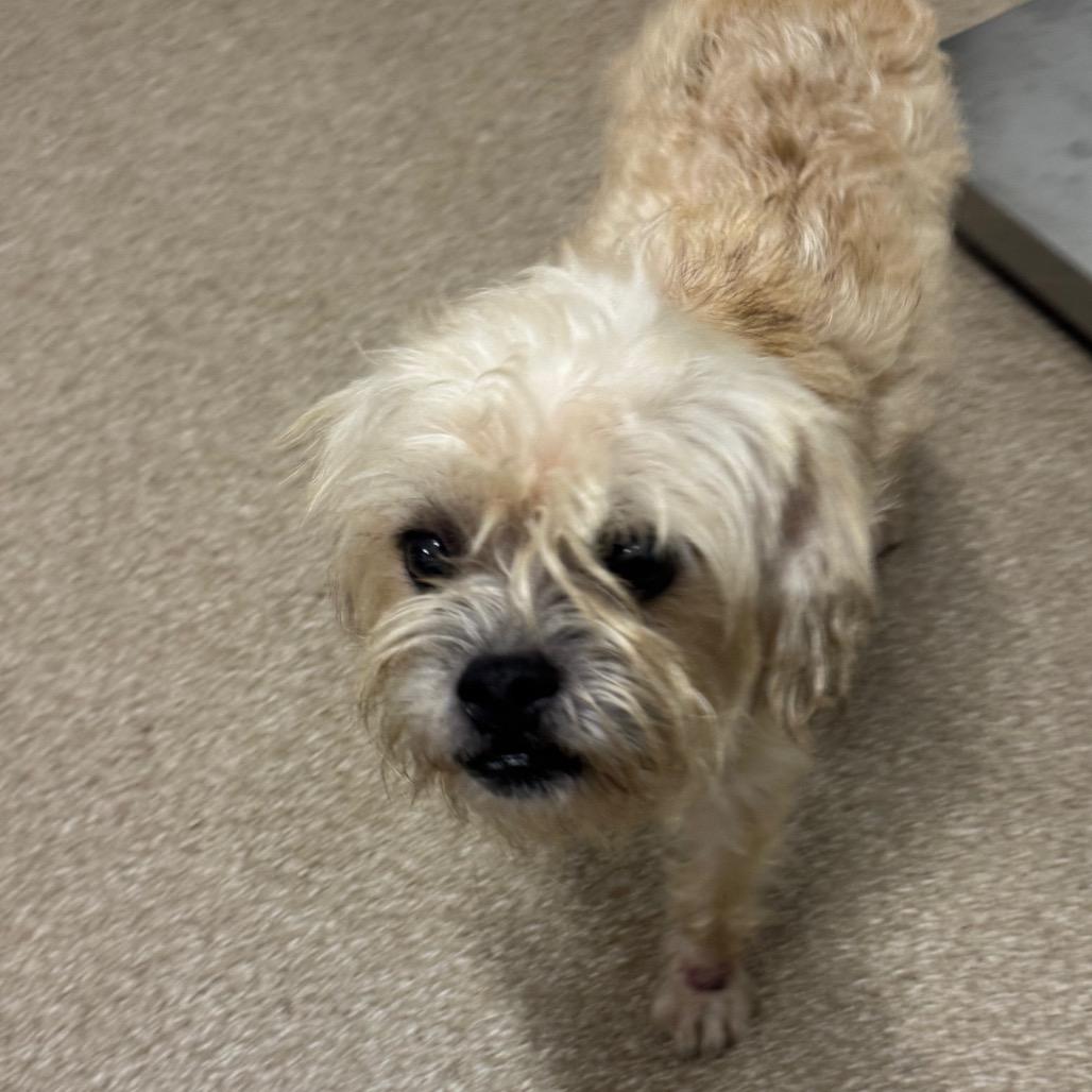 Enlarge Twix, a Adoptable mixed breed in League City, TX image 1/1