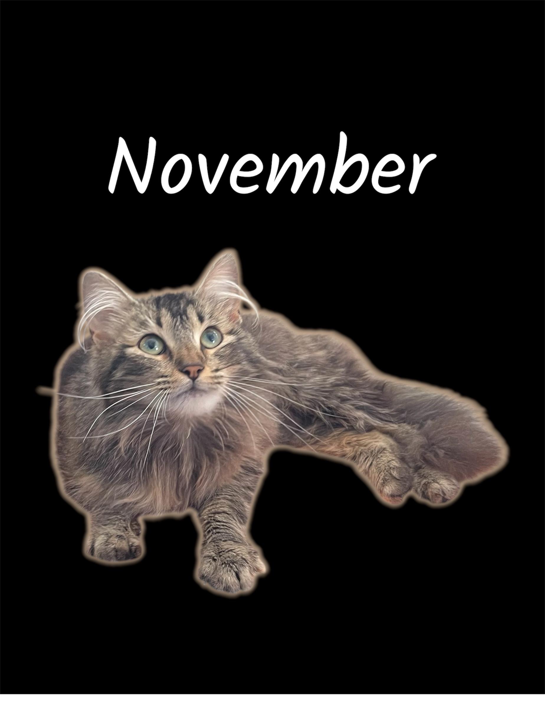 Enlarge November, a ADOPTABLE Domestic Long Hair in Auburn, CA image 1/1