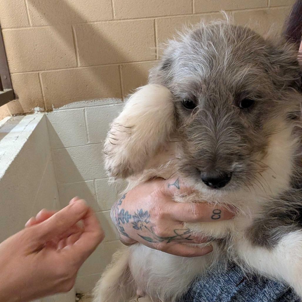 Shitake, Adoptable, Puppy Male Catahoula Leopard Dog.