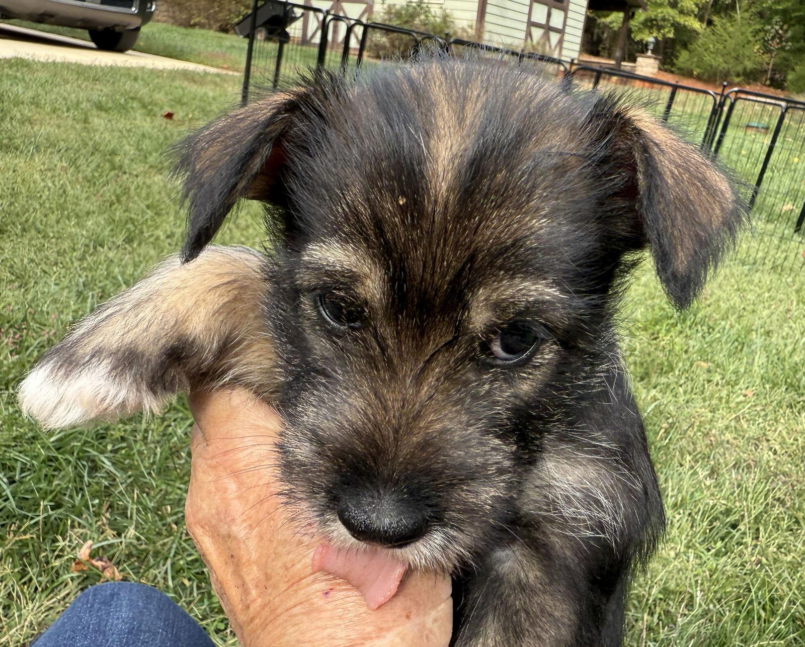 RHETT (OPSRC3613) in NORTH CAROLINA, Adoptable, Puppy Male Schnauzer & Pomeranian.