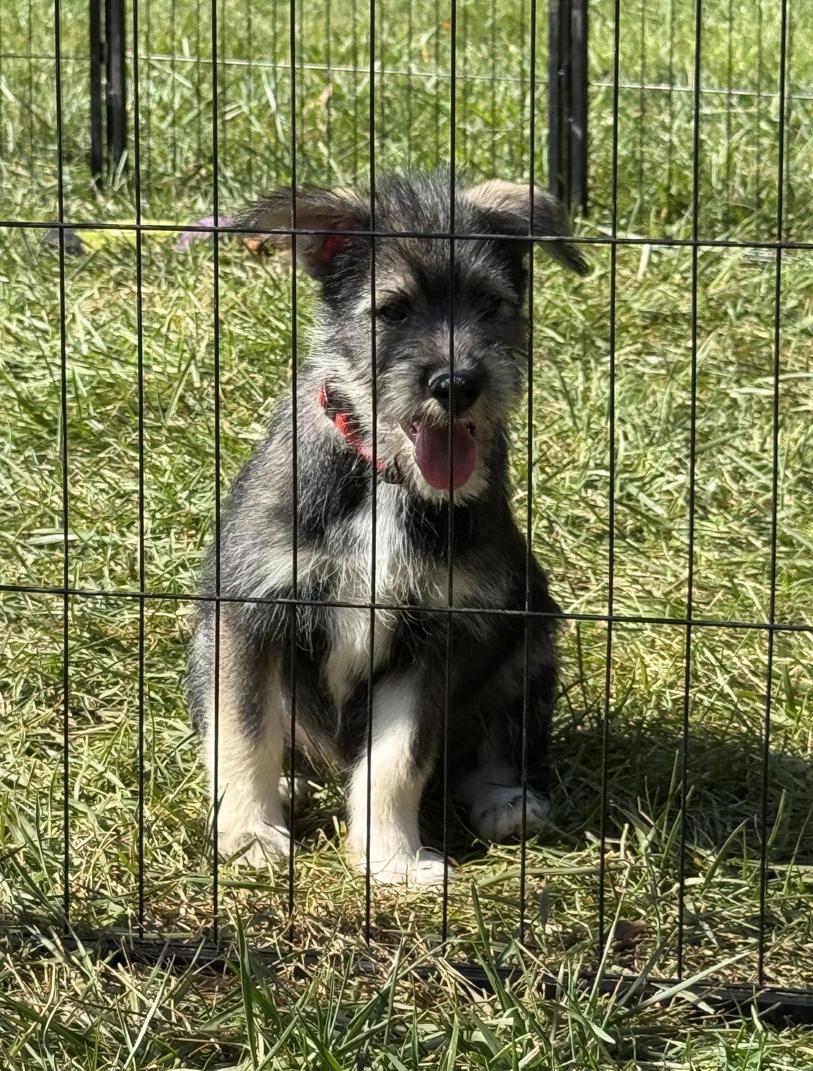 Enlarge RHETT (OPSRC3613) in NORTH CAROLINA, a Adoptable mixed breed in Lenoir, NC image 2/3