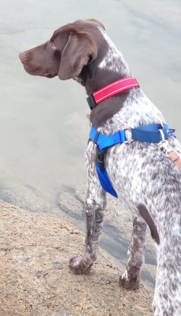 Rowan, Adopted, Young Male German Shorthaired Pointer.