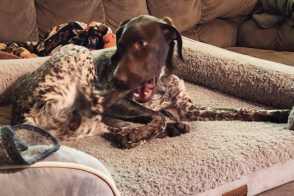 Enlarge Rowan, a Adopted German Shorthaired Pointer in Menlo Park, CA image 2/3